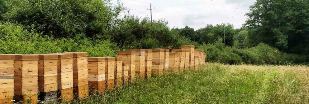 Ruches d'abeilles, race Buckfast, installées dans les Monts de blond et ses alentours, Haute-Vienne