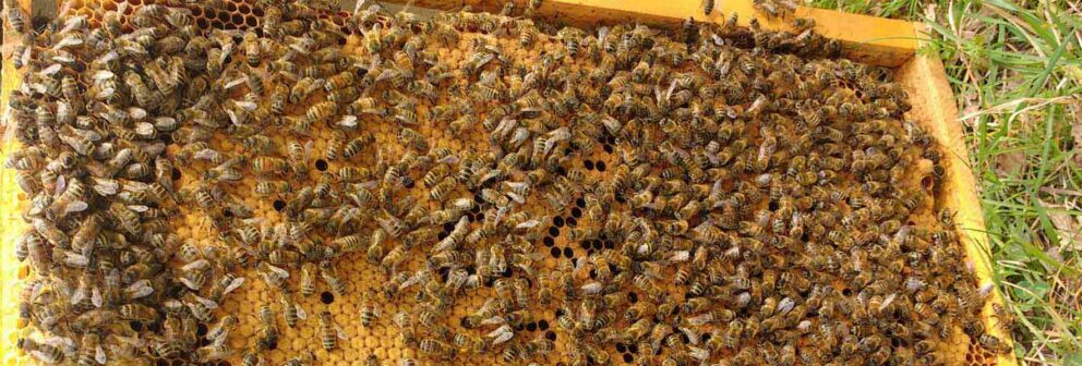 Essaims d'abeilles race Buckfast, hivernés et de l’année. Abeilles élevées sur cadres Dadant droit