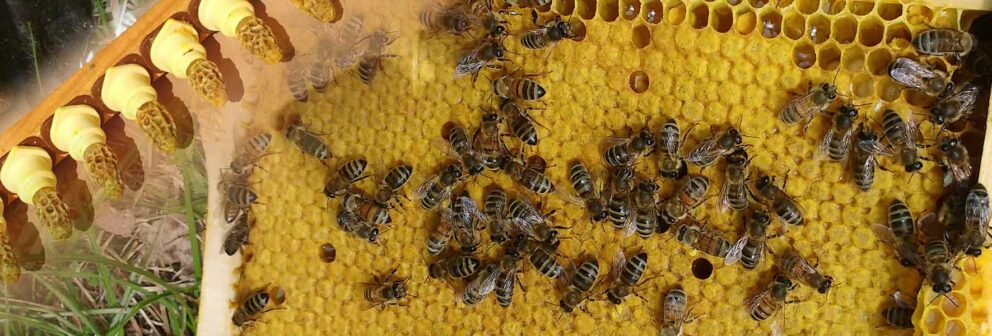 Vente de reines fécondées et de cellules royales, produites sur des reines souches Buckfast