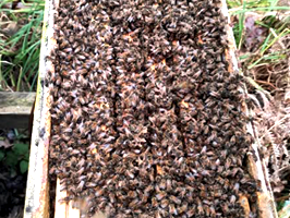 Abeille d’été et abeille d’hiver